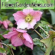 Helleborus 'Walbertons Rosmarin', Weihnachtsrose 'Walbertons Rosmarin', Lenten Rose 'Walbertons Rosmarin', Helleborus 'Walhero', Hellebore 'Walbertons Rosmarin', Rosa Nieswurz