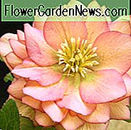 Helleborus Winterjuwelen 'Amber Gem', Hellebore 'Amber Gem', Lenten Rose 'Amber Gem', Hellebores Winter Serie, Aprikosen Nieswurz, Doppel Nieswurz