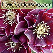 Helleborus Winterjuwelen 'Amethyst Gem', Hellebore 'Amethyst Gem', Lenten Rose 'Amethyst Edelstein', Helleborus x Hybridus 'Amethyst Edelstein', Hellebores Winter Serie, lila Nieswurz, Doppel Nieswurz