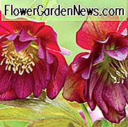Helleborus Winterjuwelen 'Berry Swirl', Nieswurz 'Berry Swirl', Lenten Rose 'Berry Swirl', Helleborus x hybridus 'Berry Swirl', Hellebores Winter Serie, Purple Hellebore, Doppel Nieswurz
