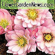 Helleborus Winterjuwelen 'Cotton Candy', Nieswurz 'Cotton Candy', Lenten Rose 'Zuckerwatte', Helleborus x hybridus 'Zuckerwatte', Helleborus Winter Serie, rosa Nieswurz, Doppel Nieswurz