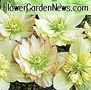 Helleborus Winterjuwelen 'Goldener Lotus', Hellebore 'Goldener Lotus', Lenten Rose 'Goldener Lotus', Helleborus x hybridus 'Goldener Lotus', Hellebores Winter Serie, gelber Nieswurz, Doppel Nieswurz