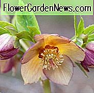 Helleborus Winterjuwelen 'Goldener Sonnenaufgang', Hellebore 'Goldener Sonnenaufgang', Lenten Rose 'Goldener Sonnenaufgang', Helleborus x hybridus 'Goldener Sonnenaufgang', Hellebores Winter Serie, gelber Nieswurz, Doppel Nieswurz