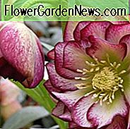 Helleborus Winterjuwelen 'Harlequin Gem', Hellebore 'Harlequin Gem', Lenten Rose 'Harlequin Gem', Helleborus x hybridus Harlekin Gem, Hellebores Winter Serie, lila Nieswurz, Doppel Nieswurz, rot Nieswurz