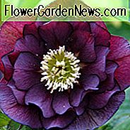 Helleborus Winterjuwelen 'Onyx Odyssey', Hellebore 'Onyx Odyssey', Fetenrose 'Onyx Odyssey', Helleborus x hybridus 'Onyx Odyssey', Hellebores Winter Serie, Schwarz Hellebore, Dunkle Hellebore, Purple Hellebores, Doppel Hellebores