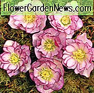 Helleborus Winterjuwelen 'Pfefferminzeis', Nieswurz 'Pfefferminzeis', Lenten Rose 'Pfefferminzeis', Helleborus x hybridus 'Pfefferminzeis', Hellebores Winter Serie, Rosa Nieswurz, Zweifarbige Nieswurz, Doppel Nieswurz