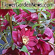 Helleborus Winterjuwelen 'Red Sapphire', Hellebore 'Red Sapphire', Lenten Rose 'Red Sapphire', Helleborus x hybridus 'Red Sapphire', Hellebores Winter Series, Doppel Hellebores, Pink Hellebore, Red Hellebores
