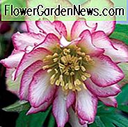 Helleborus Winterjuwelen 'Rosenquarz', Hellebore 'Rosenquarz', Lenten Rose 'Rosenquarz', Helleborus x hybridus 'Rosenquarz', Hellebores Winter Serie, Rosa Nieswurz, Bicolor Nieswurz, Doppel Nieswurz