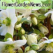Helleborus x Ballardiae 'Süßigkeits-Liebe', Hellebore-Süßigkeits-Liebe, Fasten-Süßigkeits-Liebe, Hellebore-Süßigkeits-Liebe, weißer Hellebore, Schatten-mehrjährig, Winter-Blumen