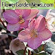 Helleborus x Ballardiae 'HGC Rosa Frost', Hellebore HGC Rosa Frost, Lenten Rose HGC Rosa Frost, Hellebore HGC Rosa Frost, Rosa Nieswurz, Hellebores, Hellebores