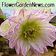 Helleborus × Hybridus 'Harvington Doppelweiß', Nieswurz 'Harvington Doppelweiß', Lenten Rose 'Harvington Doppelweiß', Weiß Nieswurz, Doppel Nieswurz