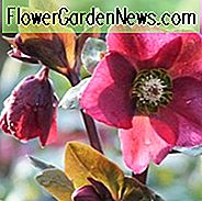 Helleborus 'Anna's Red', Hellebore 'Annas Red', Lenten Rose 'Annas Red', Rodney Davey Marbled Gruppe, Red Hellebore, Single Hellebore