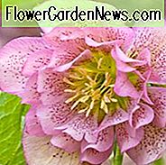 Helleborus × Hybridus 'Phoebe', Nieswurz 'Phoebe', Lenten Rose 'Phoebe', Rosa Nieswurz, Doppel Nieswurz
