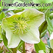 Helleborus × Nigercors 'HGC Grün Korsisch', Helleborus 'HGC Grün Korsisch', Helleborus 'Grün Korsisch', Helleborus Gold Sammlung, Weiß Hellebore, Weiß Lenten Rose