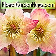 Hellebores, Helleborus, Weihnachtsrosen, Fastenzeit Rosen, Winter Grenzen, Frühlingsgrenzen, Best Hellebores, Lieblings Hellebores, Top Hellebores