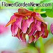 Companion Plants für Hellebores, Pflanzenkombinationen, Blumenbeet-Ideen, Frühlingsgrenzen, Winter Borders, Companion Planting, Helleborus, Weihnachtsrosen, Fastenzeit Rosen