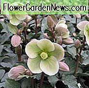 Helleborus 'Ivory Prince', Weihnachtsrose 'Ivory Prince', Lenten Rose 'Ivory Prince', Schwarze Nieswurz 'Ivory Prince', Helleborus x nigersmithii, Weiße Nieswurz, Helleborus 'Walhelivor'