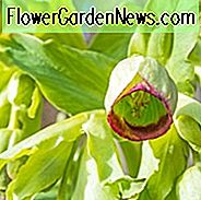 Helleborus Foetidus, Stinkender Nieswurz, Barfuß, Bearfoot, Bärfuß, Fötus Nieswurz, Ochsenferse, Setterwort, Stinktier, weiße Blüten, Schattenpflanzen