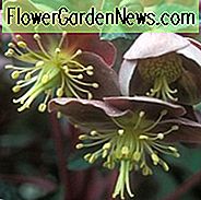 Helleborus Lividus, mallorquinische Nieswurz, blau-grauer Nieswurz, purpur Nieswurz, rosa Blüten, rosa Nieswurz, Schattenpflanzen