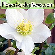 Helleborus Niger 'HGC Jacob', Weihnachtsrose 'HGC Jacob', Bärentatze 'HGC Jacob', Schwarze Hellebore 'HGC Jacob', Brumal Rose 'HGC Jacob', Weihnachtspflanze 'HGC Jacob', Christopher's Herb 'HGC Jacob', Christ's Herb 'HGC Jacob', Gewürznelke 'HGC Jacob', Agnes 'Rose' HGC Jacob ', Weiße Hellebore