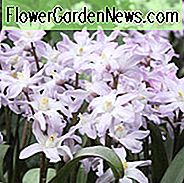Chionodoxa Rosa Riese, Ruhm des Schnees Rosa Riese, Chionodoxa forbesii, Chionodoxa Luciliae, Chionodoxa Gigantea, Frühlingsbirnen, Vorfrühlingsblüte, Spätwinterblüte
