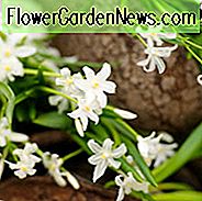 Chionodoxa Alba, Ruhm des Schnees Alba, Chionodoxa forbesii, Chionodoxa Luciliae, Chionodoxa Gigantea, Frühlingszwiebeln, Vorfrühlingsblüte, Spätwinterblüte