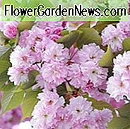 Japanische blühende Kirschen, blühende Kirschen, blühende Jahreszeit Blühende Kirschen, Sakura, duftende Kirschblüte, Higan Kirsche, Yoshino Kirsche, Fuji Kirsche