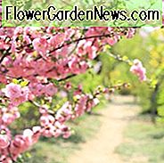 Japanische Blütenkirschen, Prunus pendula, Prunus sargentii, Prunus serrulata, Prunus x yedoensis, Prunus x subhirtella, Frühlingsblüher, Kirschblüten