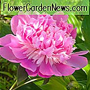 Paeonia Pink Derby, Bujor de Craciun roz, Bujor roz Derby, Bujor chinezesc Derby roz, Bujor de grădină comună Derby roz, Bujori roz, Flori roz