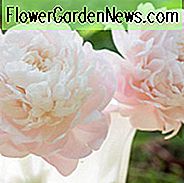 Paeonia Lactiflora