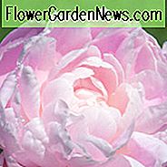 Paeonia Lactiflora