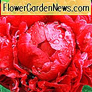 Paeonia