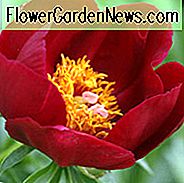 Paeonia
