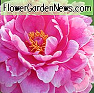 Paeonia