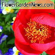 Paeonia
