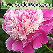 Cora Stubbs, Peony Cora Stubbs, Cora Stubbs, Bujorului chinezesc Cora Stubbs, Cora Stubbs, Bujori roz, Flori Roz, Bujori Fragrante