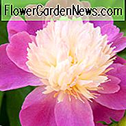 Paeonia Lactiflora