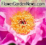Paeonia Lactiflora