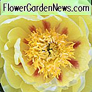 Paeonia
