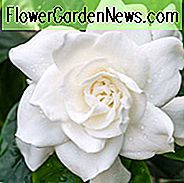 Gardenia jasminoides Veitchii, Kap Jasmin Veitchii, Veitchii Kap Jasmin, Kap Jessamine Veitchii, Immergrüner Gardenie, duftende Blüten, immergrüner Strauch, weiße Blüten