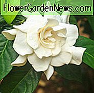 Gardenia jasminoides, Kap-Jasmin, gewöhnlicher Gardenie, Gardenia Augusta, Gardenia Florida L., Gardenia grandiflora, wohlriechende Blumen, immergrüner Strauch, weiße Blumen