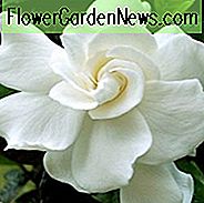 Gardenia jasminoides August Schönheit, Kap Jasmin 'August Schönheit', August Schönheit Kap Jasmin, Kap Jessamine 'August Schönheit', Duftende Blumen, immergrüne Strauch, Weiße Blüten, Duftende Blüten, immergrüne Strauch, Weiße Blüten