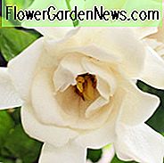 Gardenie jasminoides Chuck Hayes, Kap Jasmin 'Chuck Hayes', Chuck Hayes Kap Jasmin, Kap Jessamine 'Chuck Hayes', Hardy Gardenia, Duftende Blumen, immergrüner Strauch, Weiße Blüten, Duftende Blüten, immergrüner Strauch, Weiße Blüten