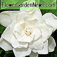 Gardenia jasminoides Kokosnuss-Magie, Kap-Jasmin 'Kokosnuss-Magie', Kokosnuss-Magie-Kap-Jasmin, Kap Jessamine 'Kokosnuss-Magie', Hardy-Gardenie, wohlriechende Blumen, immergrüner Strauch, weiße Blumen,
