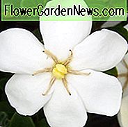 Gardenia jasminoides Daisy, Kap Jasmin 'Daisy', Daisy Cape Jasmin, Kap Jessamine 'Daisy', Duftende Blüten, immergrüner Strauch, Weiße Blüten, Duftende Blüten, immergrüner Strauch, Weiße Blüten