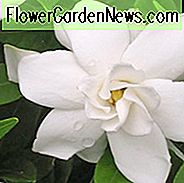 Gardenia jasminoides Frostfest, Cape Jasmin 'Frostproof', Frostsicherer Cape Jasmin, Cape Jessamine 'Frostsicher', Hardy Gardenia, Duftende Blüten, immergrüner Strauch, Weiße Blüten, Duftende Blüten, immergrüner Strauch, Weiße Blüten