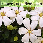 Gardenia jasminoides Heaven Scent, Cape Jasmin 'Heaven Scent', Heaven Scent Cape Jasmin, Cape Jessamine 'Heaven Scent', Hardy Gardenia, Duftende Blüten, immergrüner Strauch, Weiße Blüten, Duftende Blüten, immergrüner Strauch, Weiße Blüten
