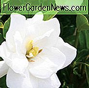 Gardenia jasminoides Jubilation, Kap Jasmin 'Jubilation', Jubelumhang Jasmin, Kap Jessamine 'Jubel', Hardy Gardenia, Duftende Blumen, immergrüner Strauch, Weiße Blüten,
