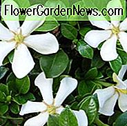Gardenia jasminoides Pinwheel, Umhang Jasmine 'Pinwheel', Pinwheel Umhang Jasmine, Umhang Jessamine 'Pinwheel', Hardy Gardenia, Duftende Blüten, immergrüner Strauch, Weiße Blüten, Duftende Blüten, immergrüner Strauch, Weiße Blüten