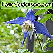 Clematis alpina Frances Rivis, Clematis 'Frances Rivis', Clematis alpina, Atragene Clematis, Gruppe 1 Clematis, Kleinblütige Clematis, blaue Clematis, Clematis Rebe, Clematis Plant, Blumen Reben, Clematis Flower, Clematis Pruning